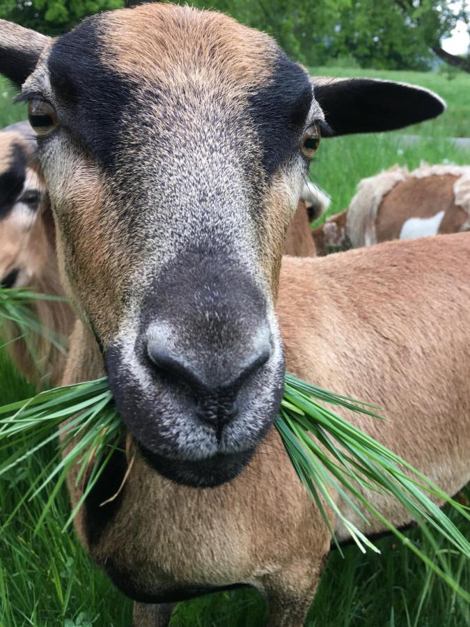 Kellerstoeckl Am Veganen Bio-Lebenshof "Varm - Die Vegane Farm" Sulb 외부 사진